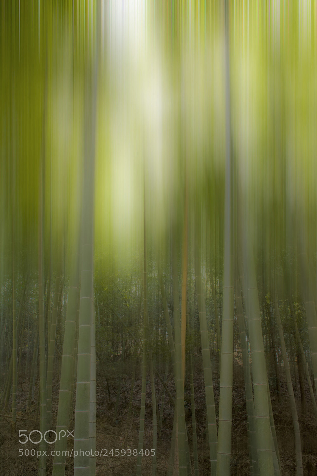 Nikon D7100 sample photo. Bamboo forest photography