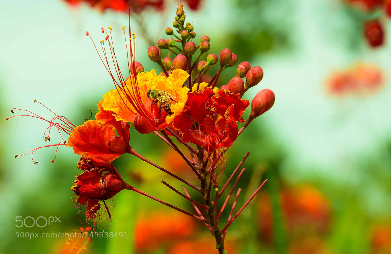 Nikon D810 sample photo. Caeselpinia !! photography