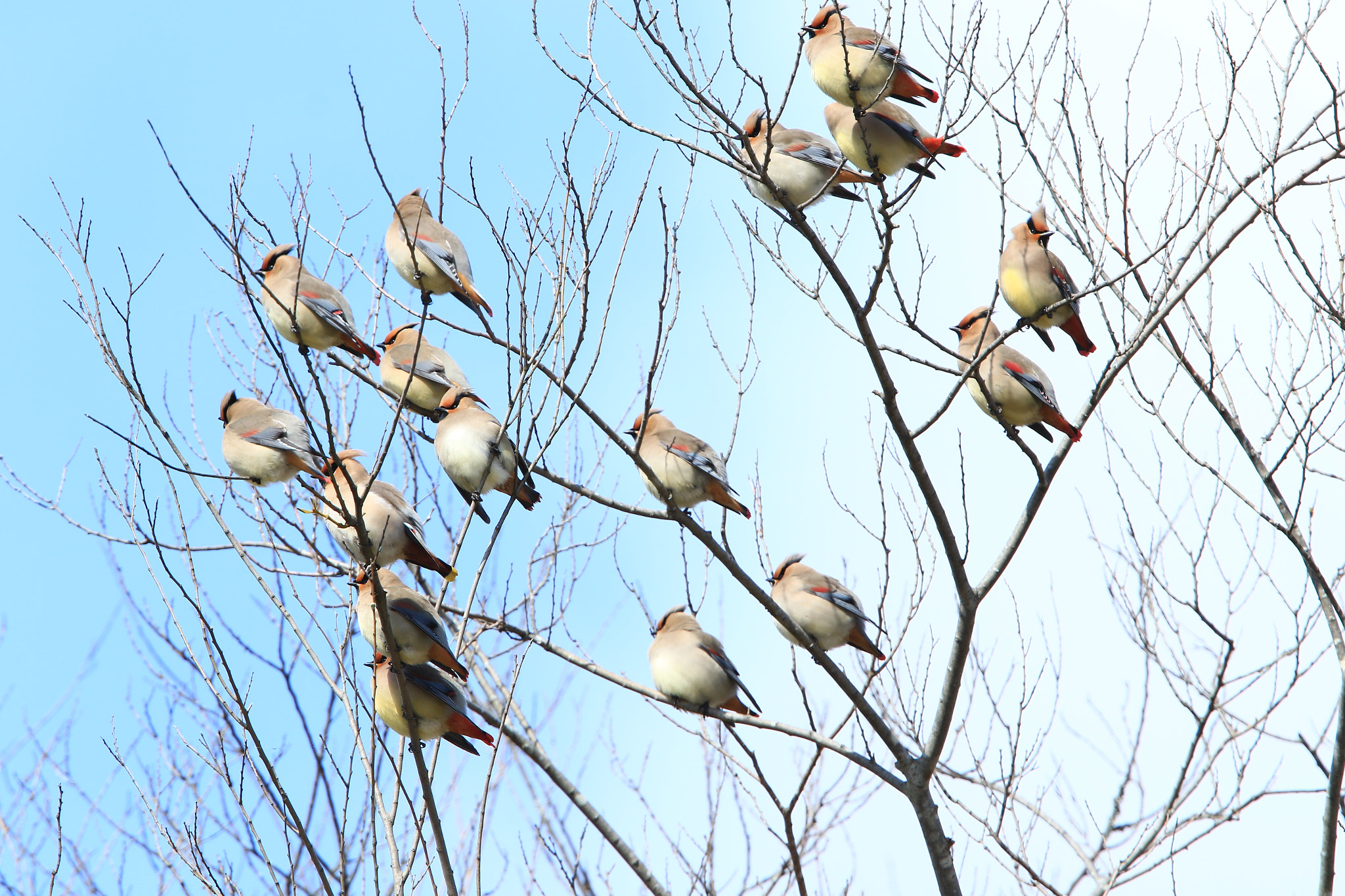 Canon EOS 7D Mark II + Canon EF 400mm F2.8L IS USM sample photo. Bohemian waxwing ＆ japanese waxwing ヒレンジャクとキレンジャク photography