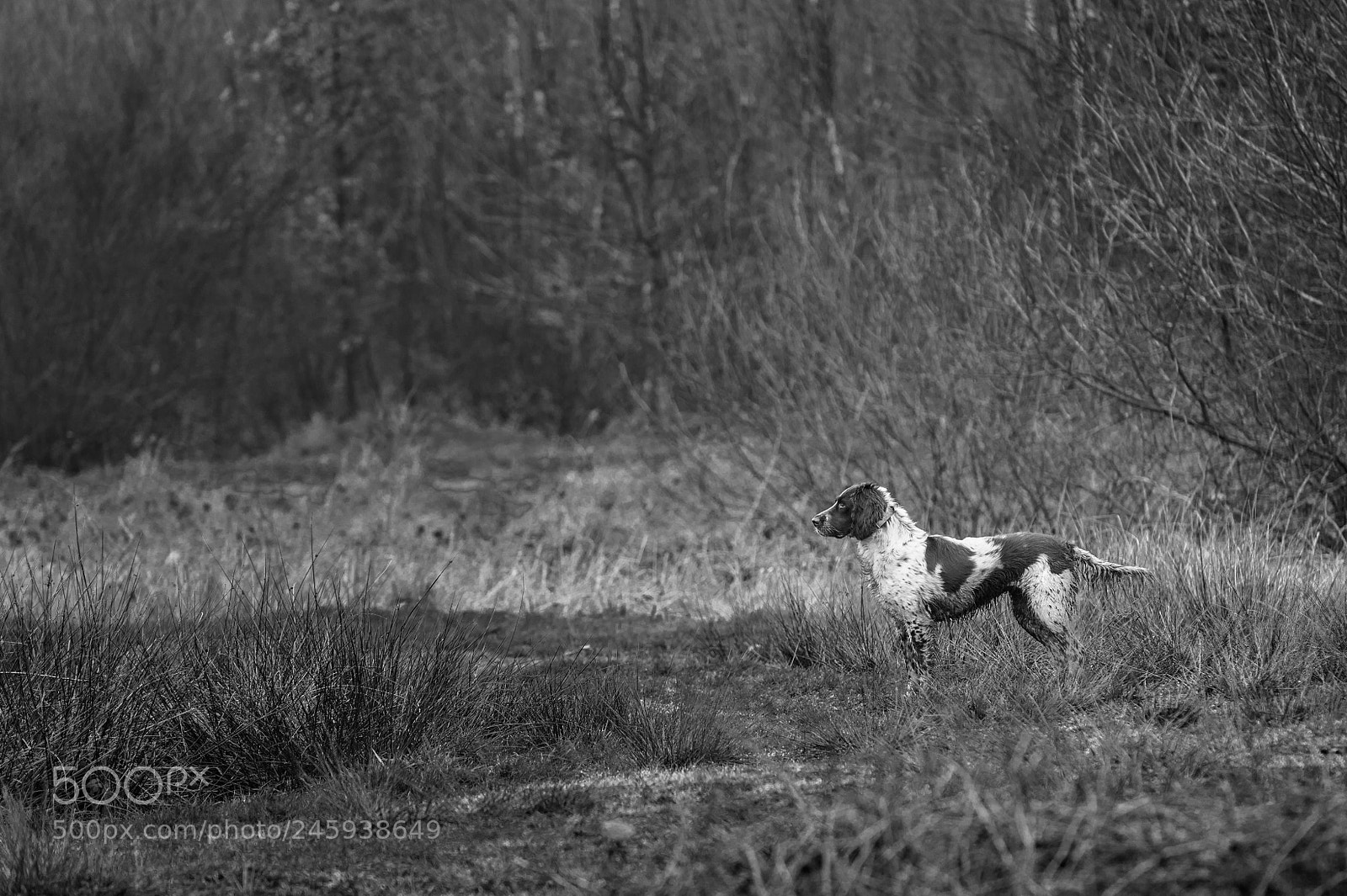 Nikon D4S sample photo. Ready for the catch photography