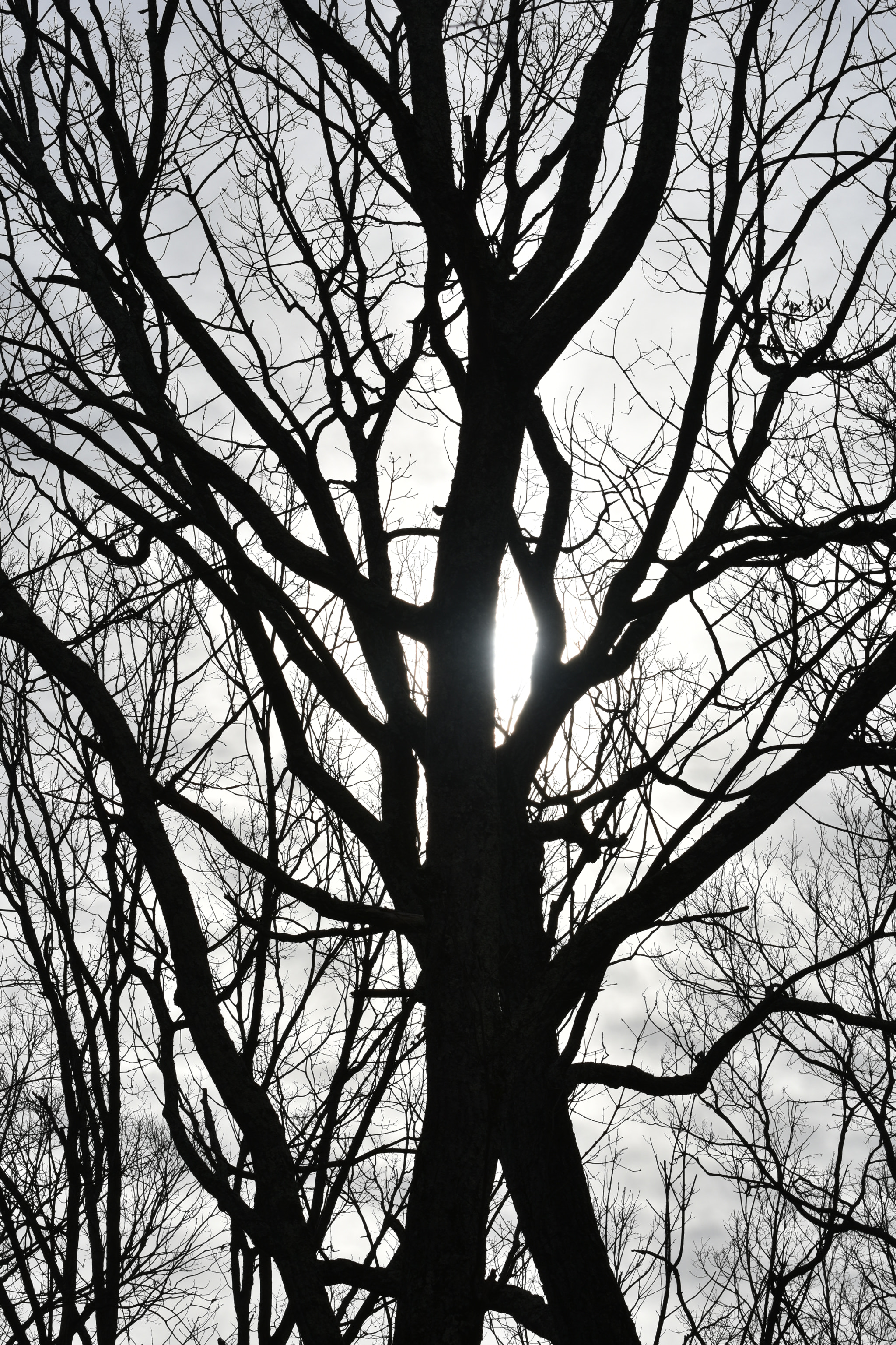 Nikon D3400 sample photo. Winter silhouette photography