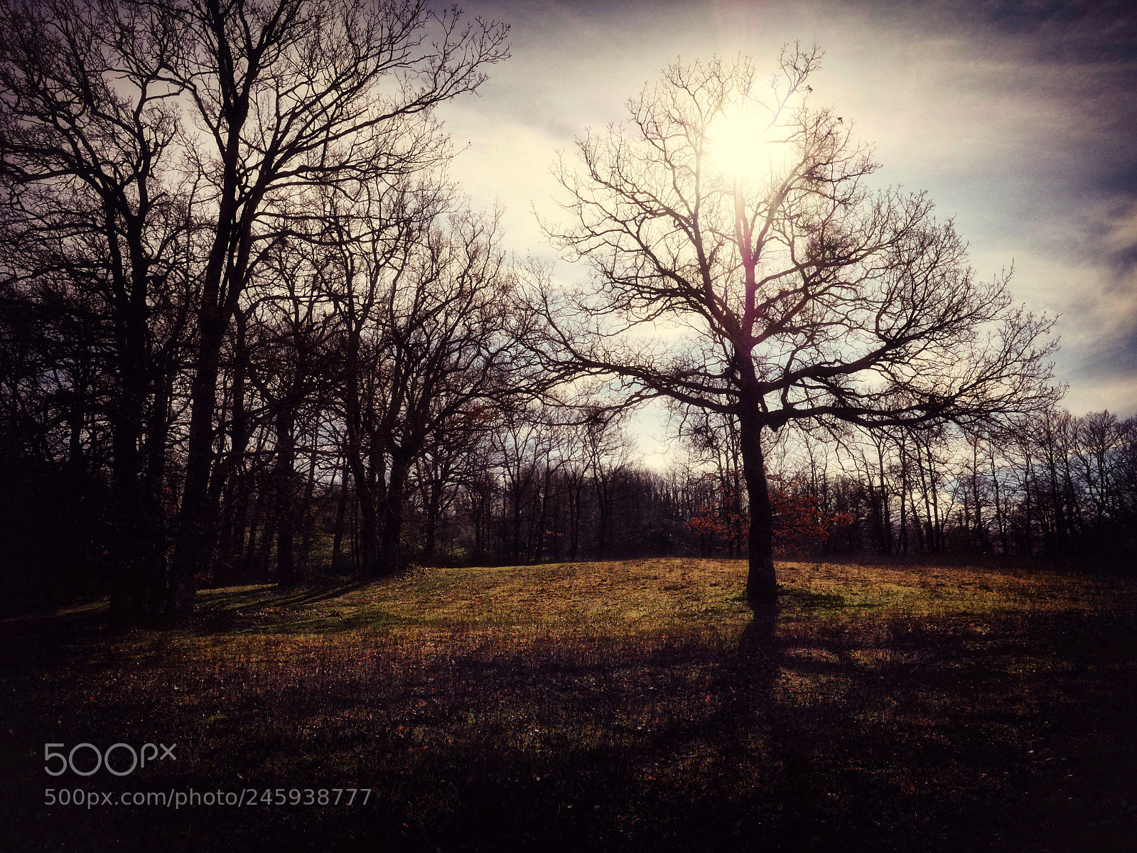 Panasonic Lumix DMC-GX8 sample photo. In the woods photography