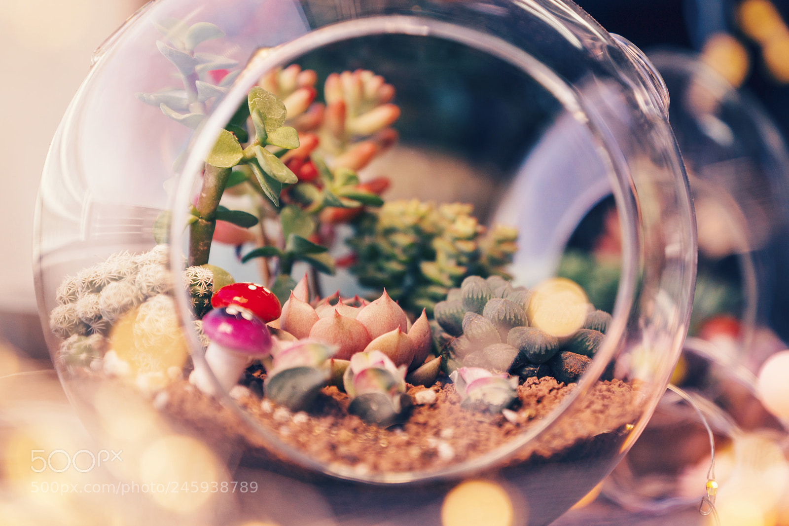 Sony SLT-A77 sample photo. Succulent plant in office photography