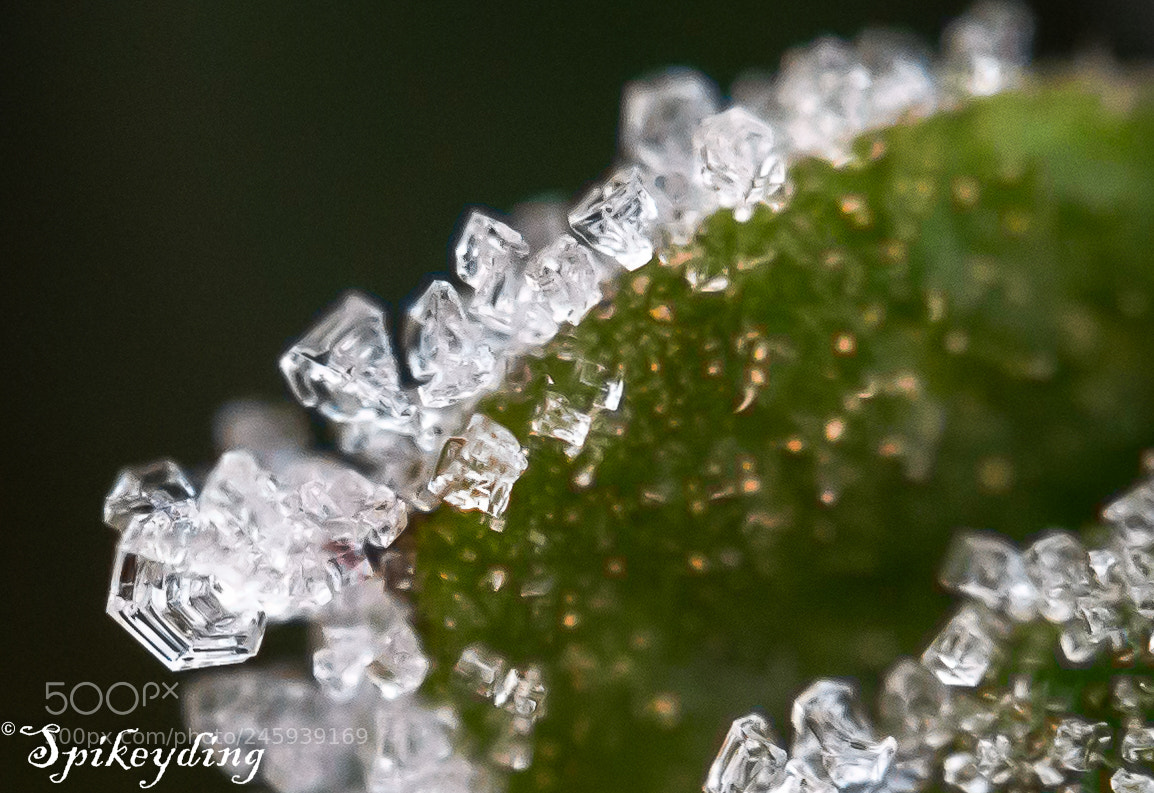 Canon EOS 700D (EOS Rebel T5i / EOS Kiss X7i) sample photo. Frost2 photography