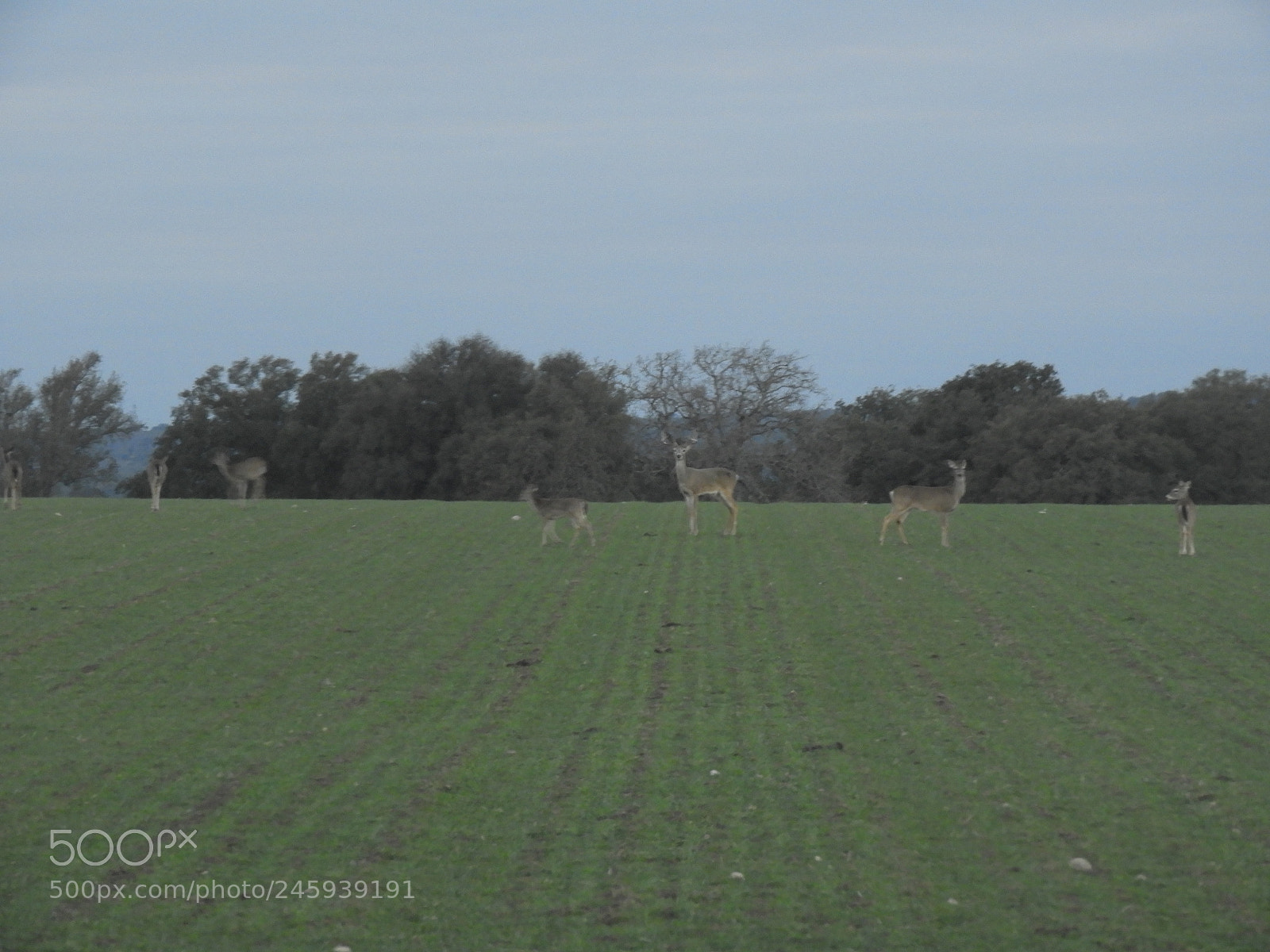 Nikon Coolpix B700 sample photo. Whitetail deer grazing on photography