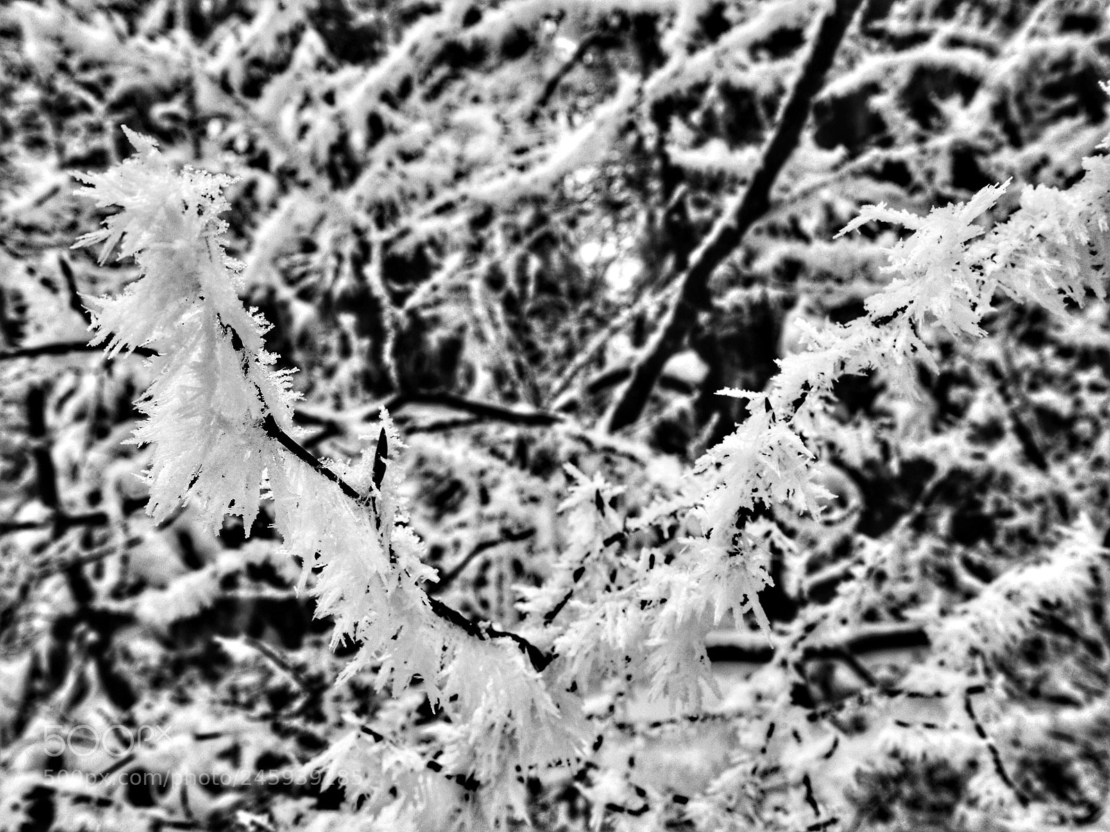 Olympus OM-D E-M10 II sample photo. Untitled photography