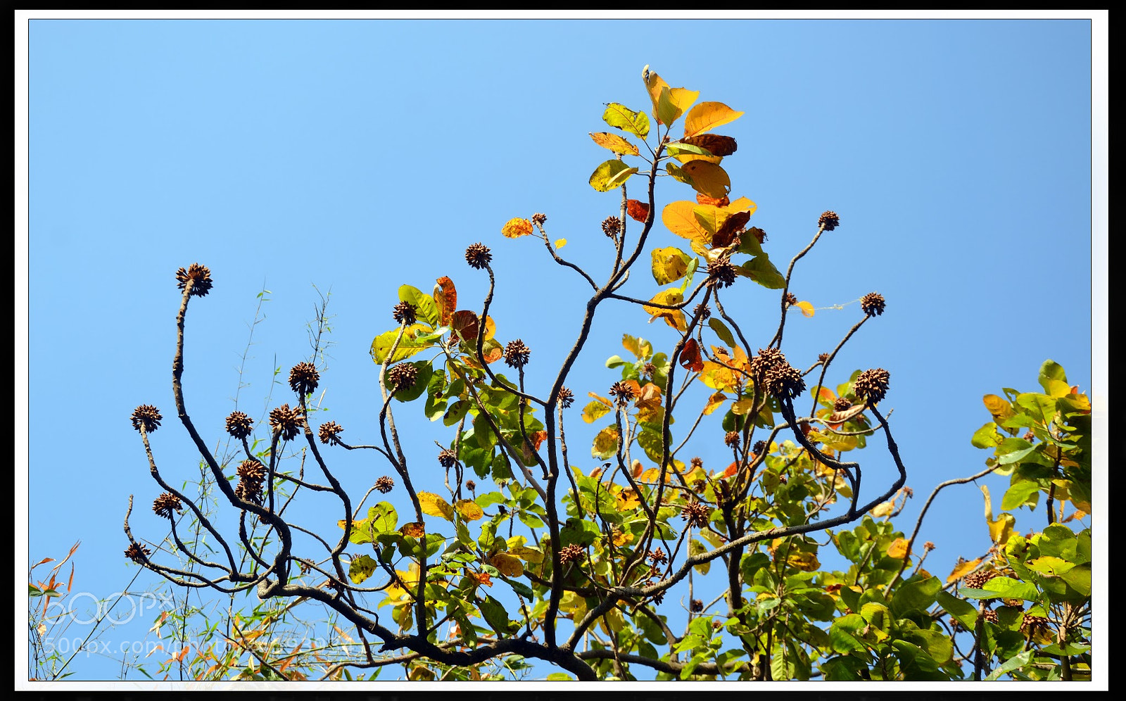 Nikon D3100 sample photo. फूल photography