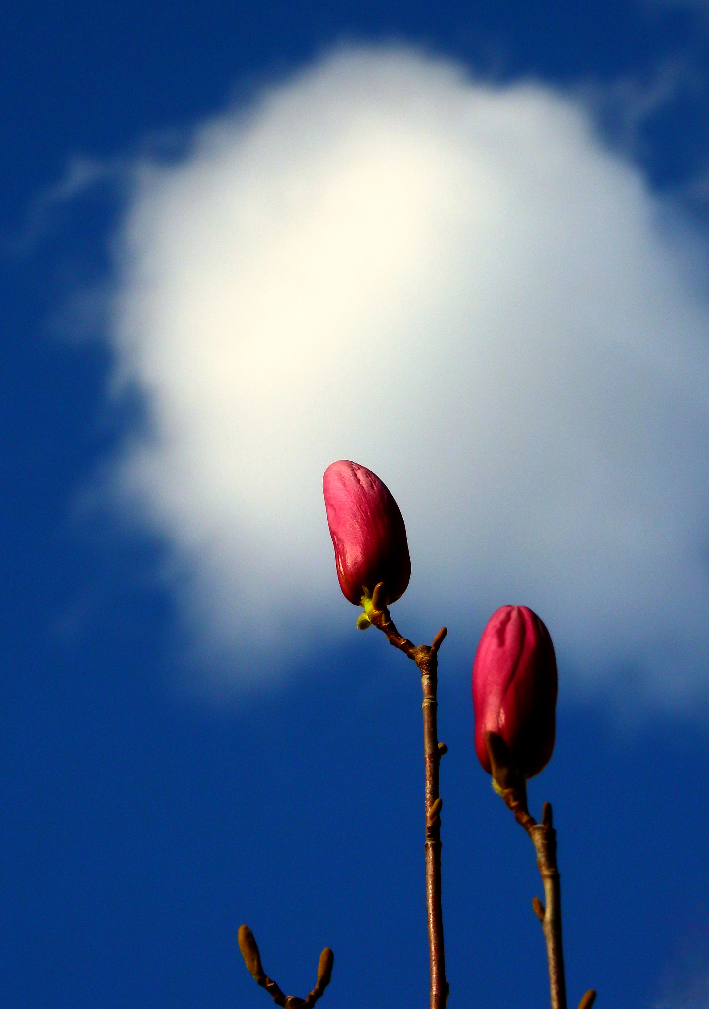 Nikon COOLPIX P900s sample photo. Flower bud photography