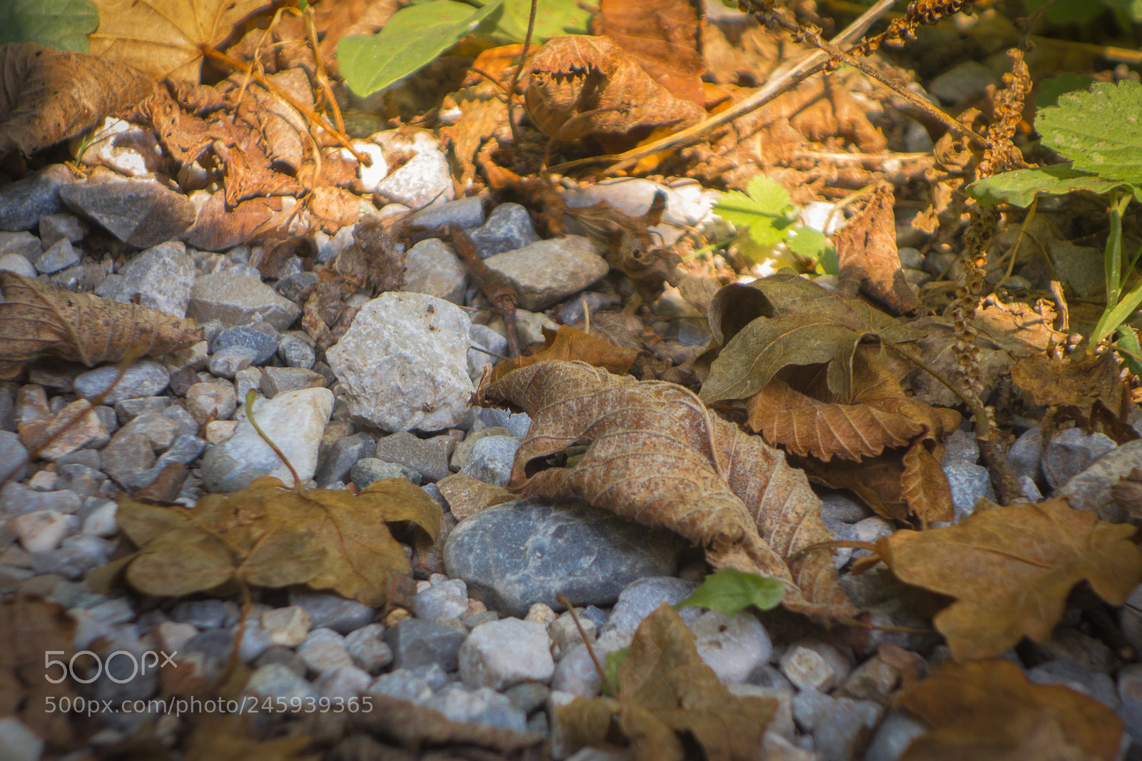 Sony Cyber-shot DSC-RX100 sample photo. Grounded leaves photography