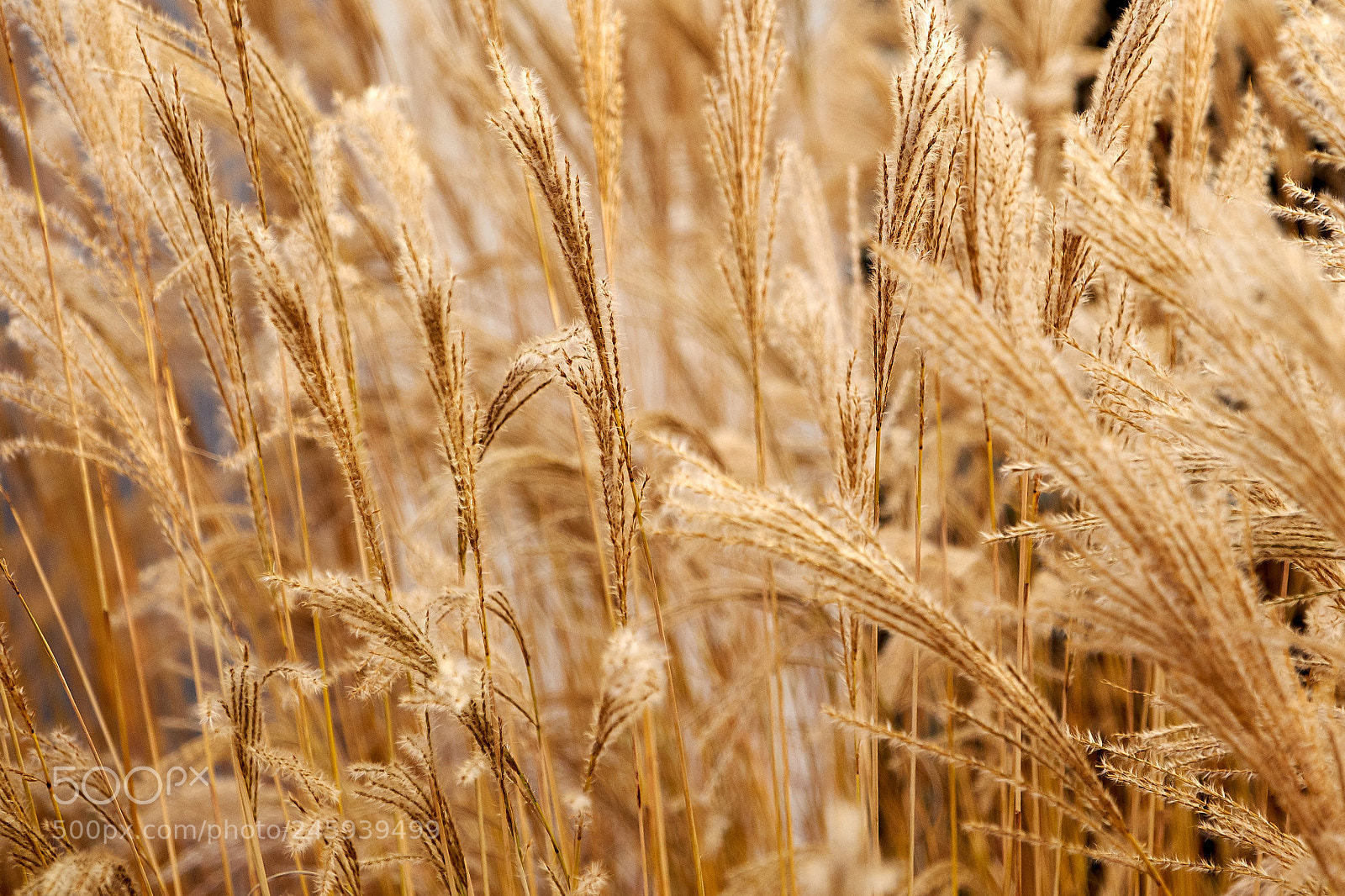 Fujifilm X-T20 sample photo. Golden grass photography