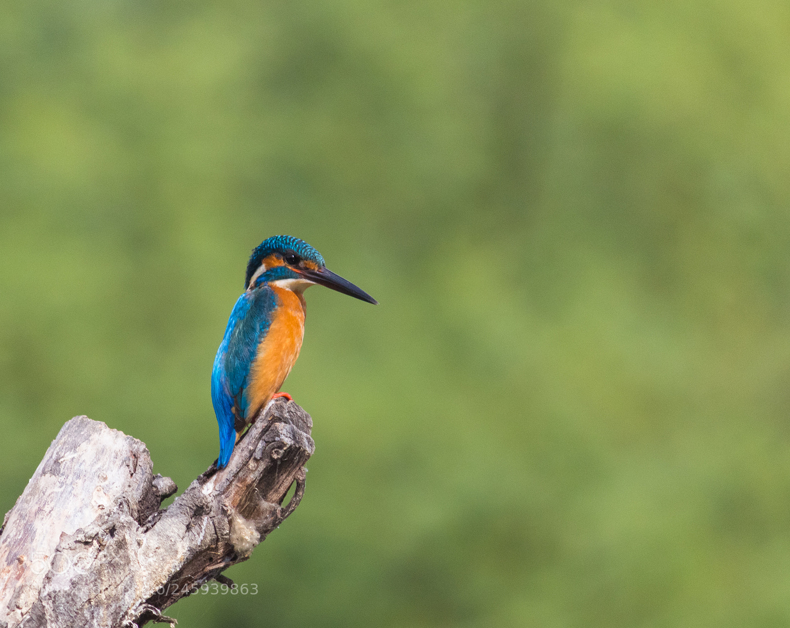 Canon EOS 700D (EOS Rebel T5i / EOS Kiss X7i) sample photo. Wildlife photography