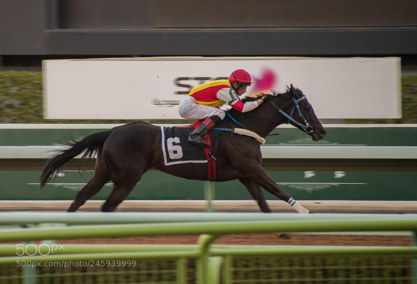 Nikon D5600 sample photo. Maximum speed photography