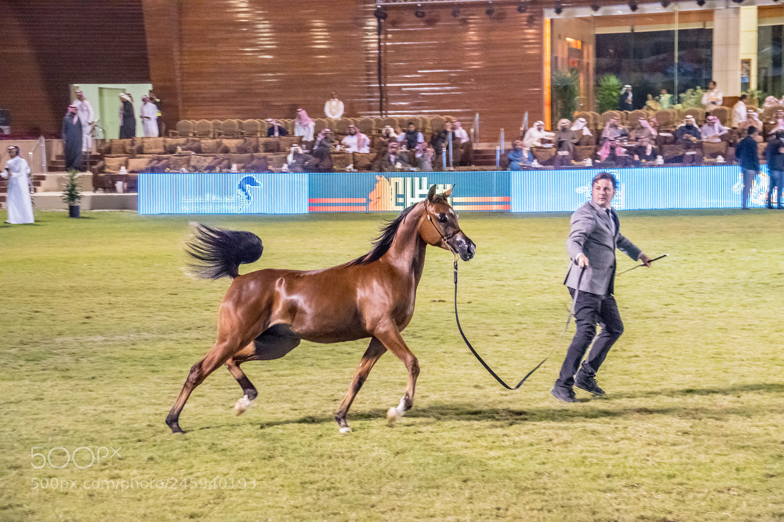 Nikon D5600 sample photo. Al khalediah show 2018 photography