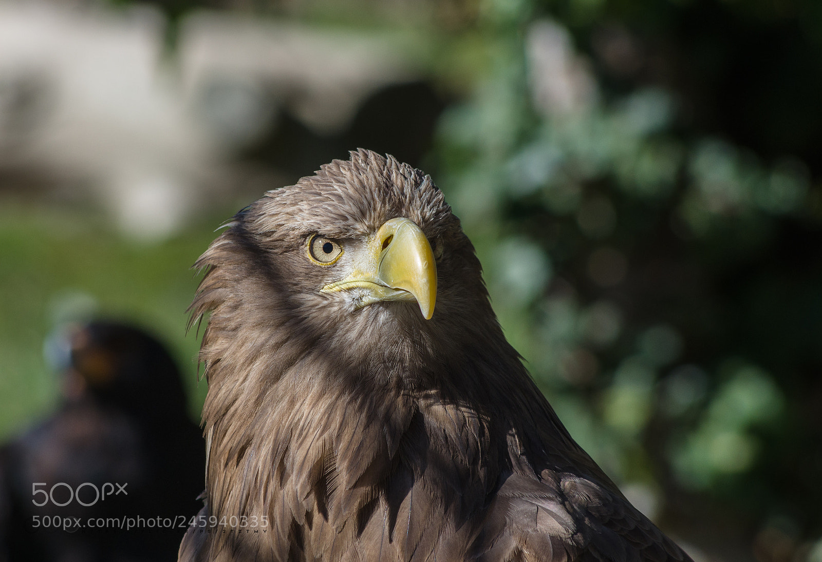Pentax K-5 IIs sample photo. Retrato de rapaz 1 photography