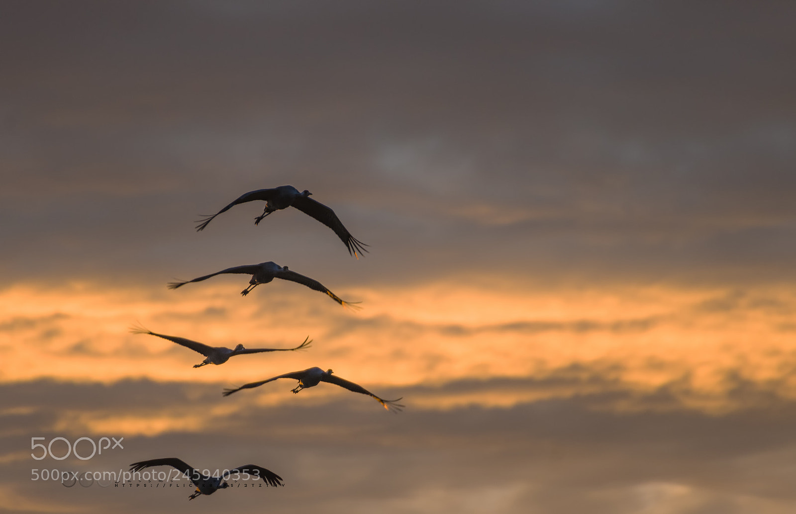 Pentax K-5 IIs sample photo. Grullas photography