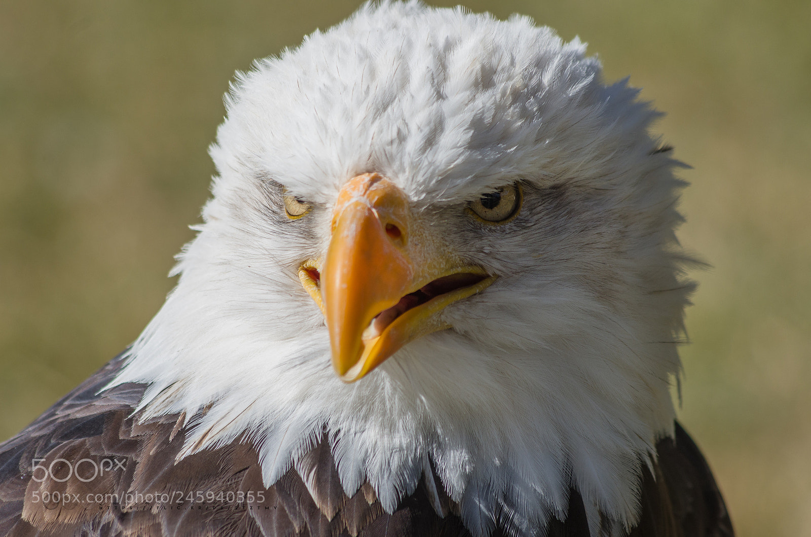 Pentax K-5 IIs sample photo. Retrato de rapaz 2 photography