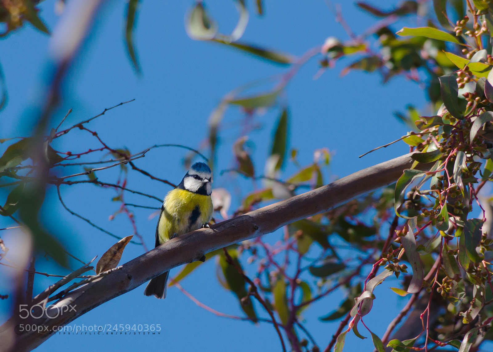 Pentax K-5 IIs sample photo. Herrerillo photography