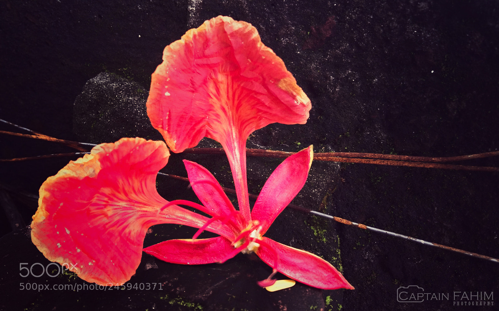 Samsung Galaxy A5 sample photo. Royal poinciana_20170616_111305 photography