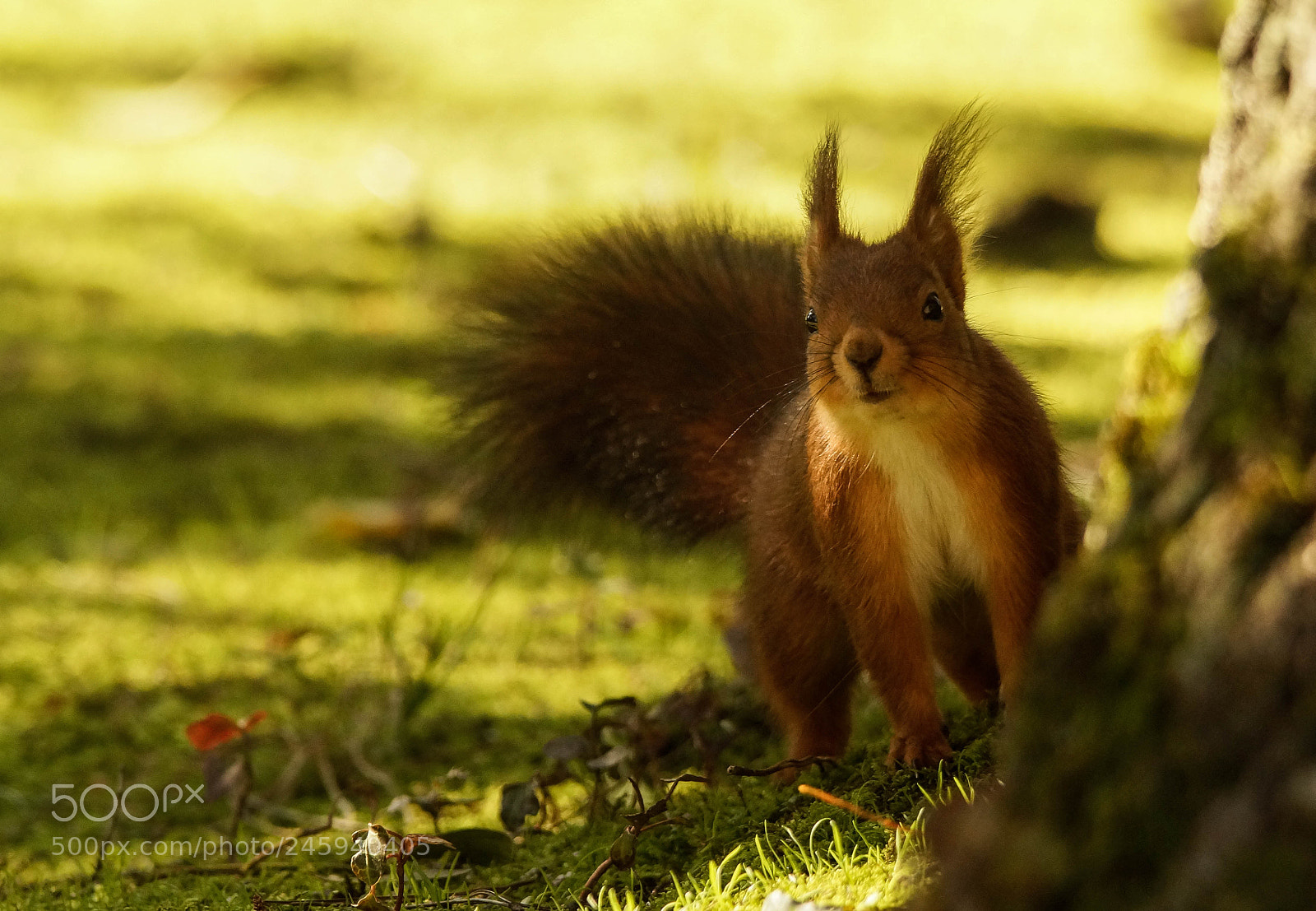 Sony SLT-A58 sample photo. Scrat photography