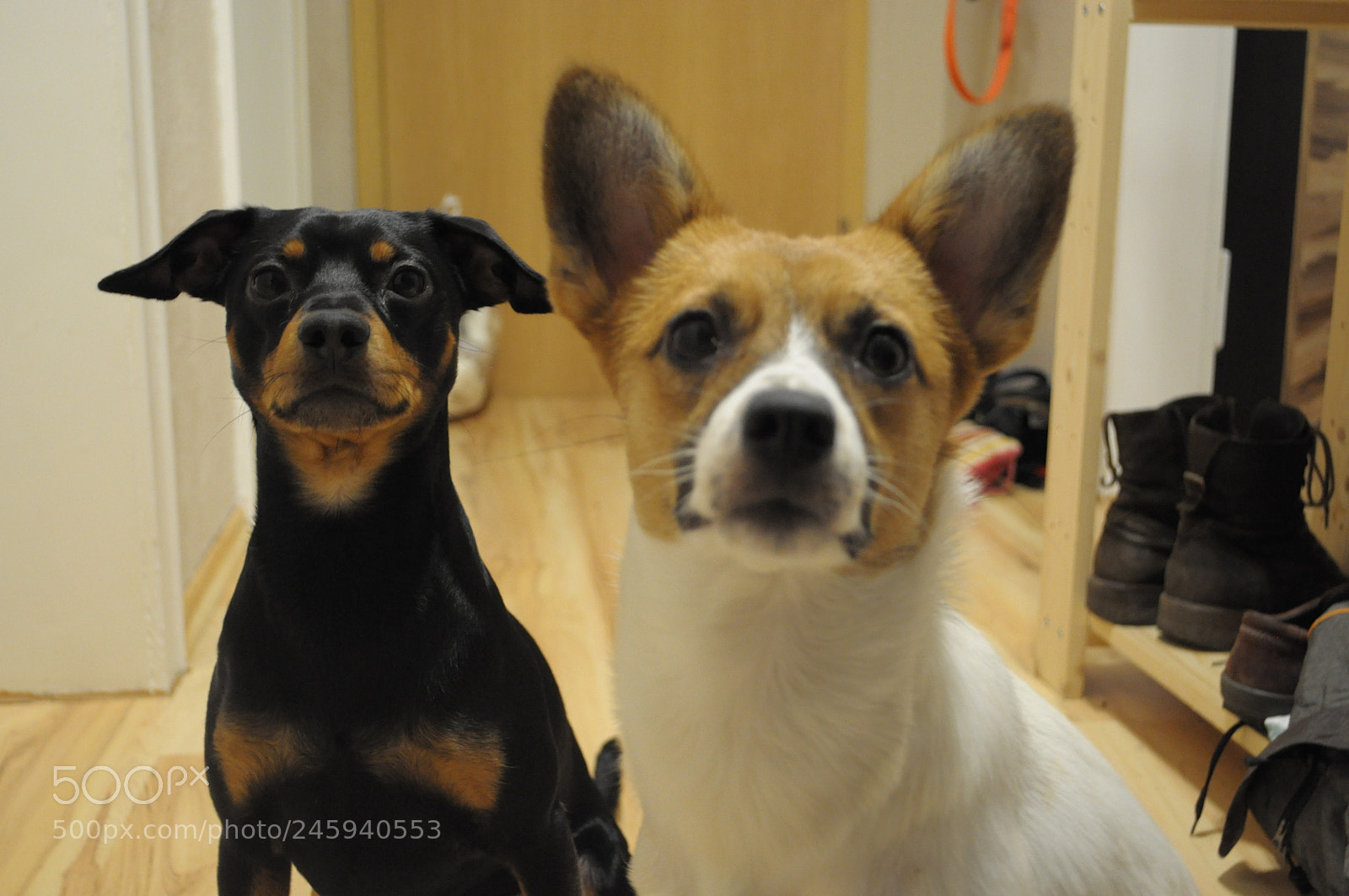 Nikon D5000 sample photo. This are our dogs. photography