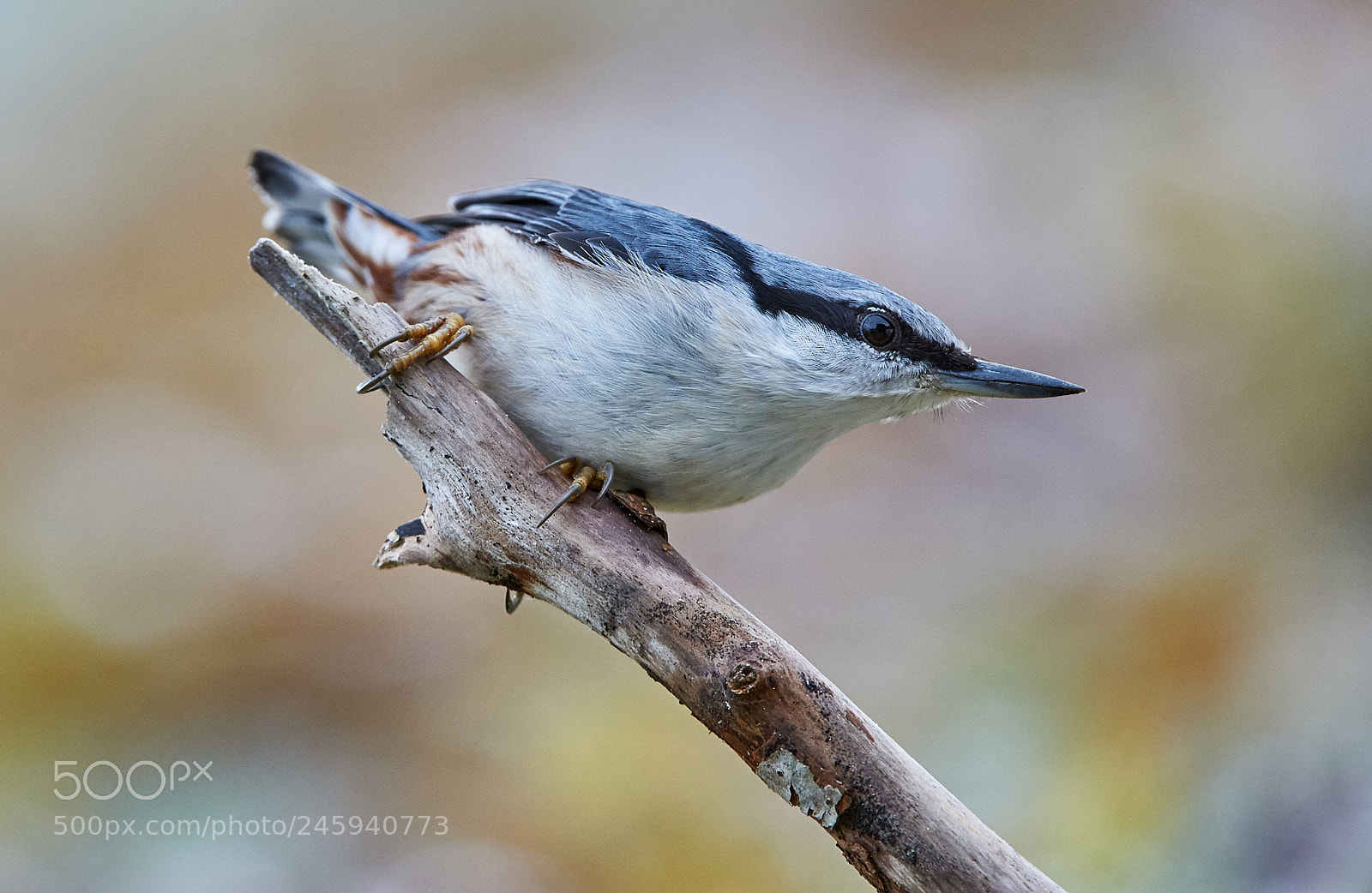 Nikon D3S sample photo. Eurasian nuthatch photography