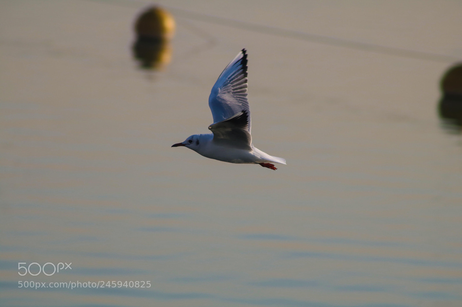 Canon EOS 750D (EOS Rebel T6i / EOS Kiss X8i) sample photo. Relax... photography