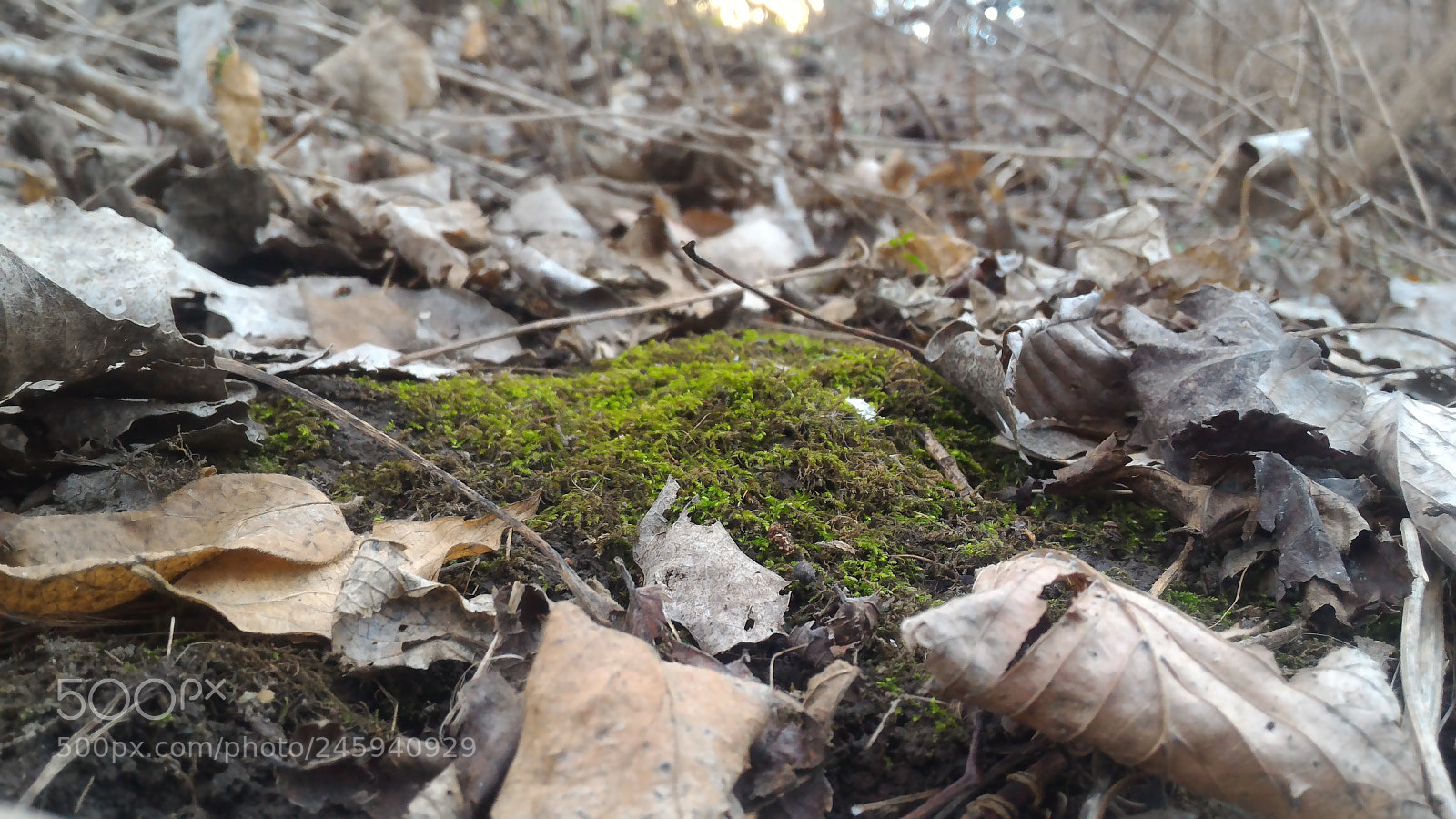 ASUS ZenFone 2 (ZE551ML) sample photo. A little bit of photography