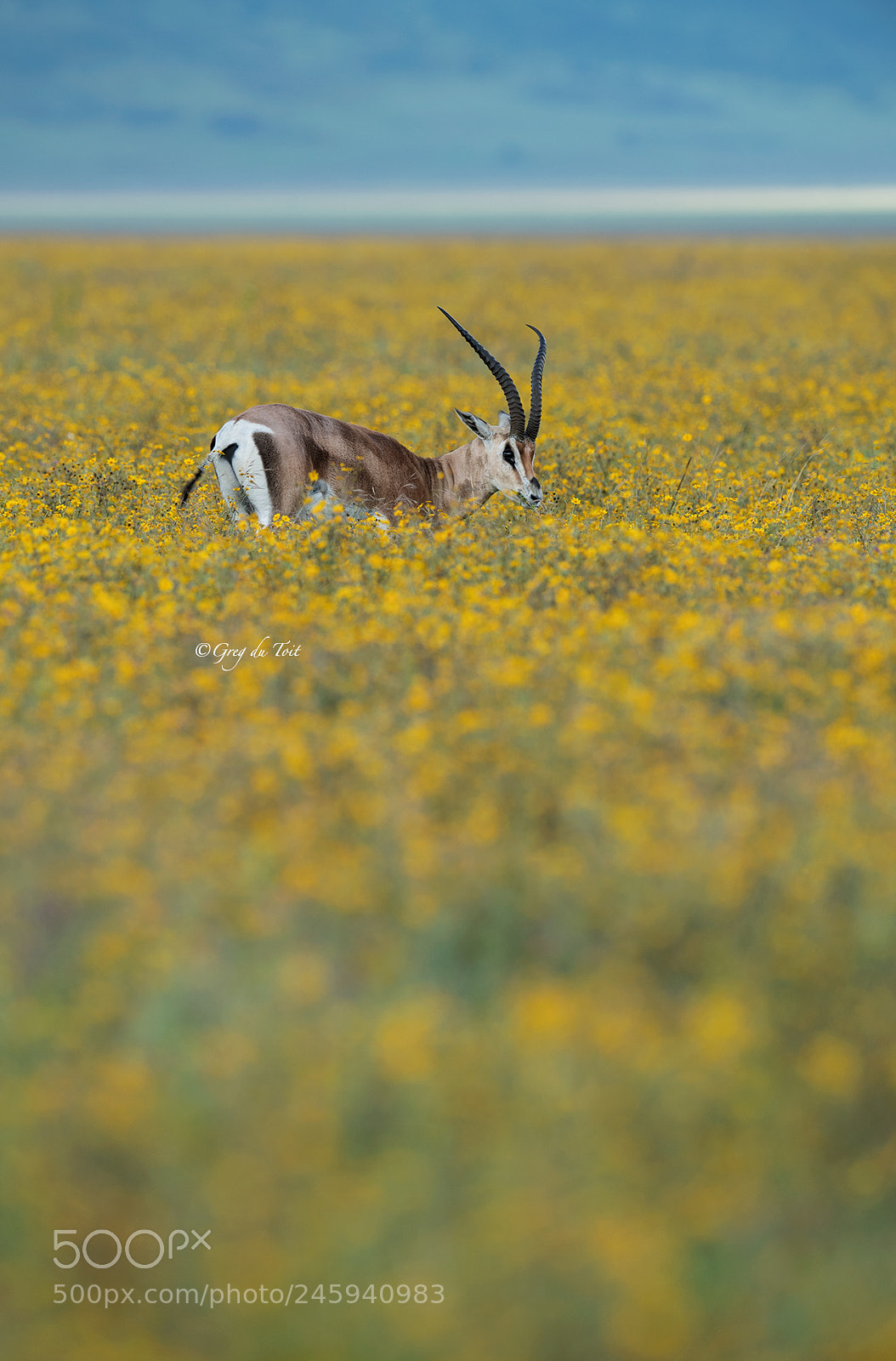 Nikon D5 sample photo. Grant's gazelle photography