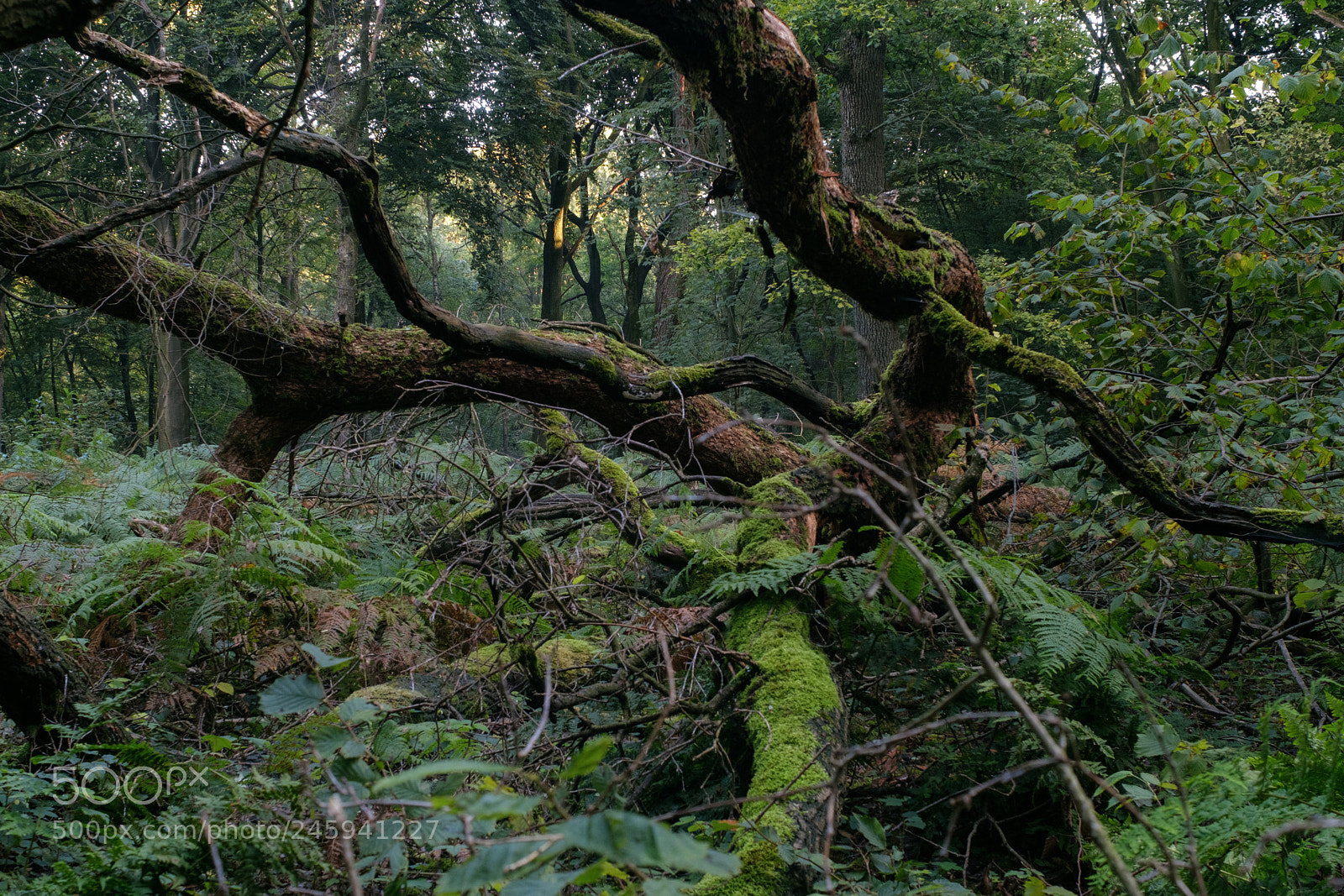 Fujifilm X-T20 sample photo. The fallen photography