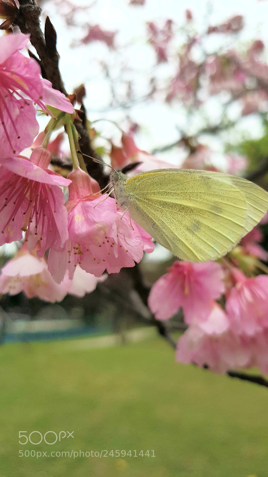 Samsung Galaxy S8+ sample photo. Sakura photography