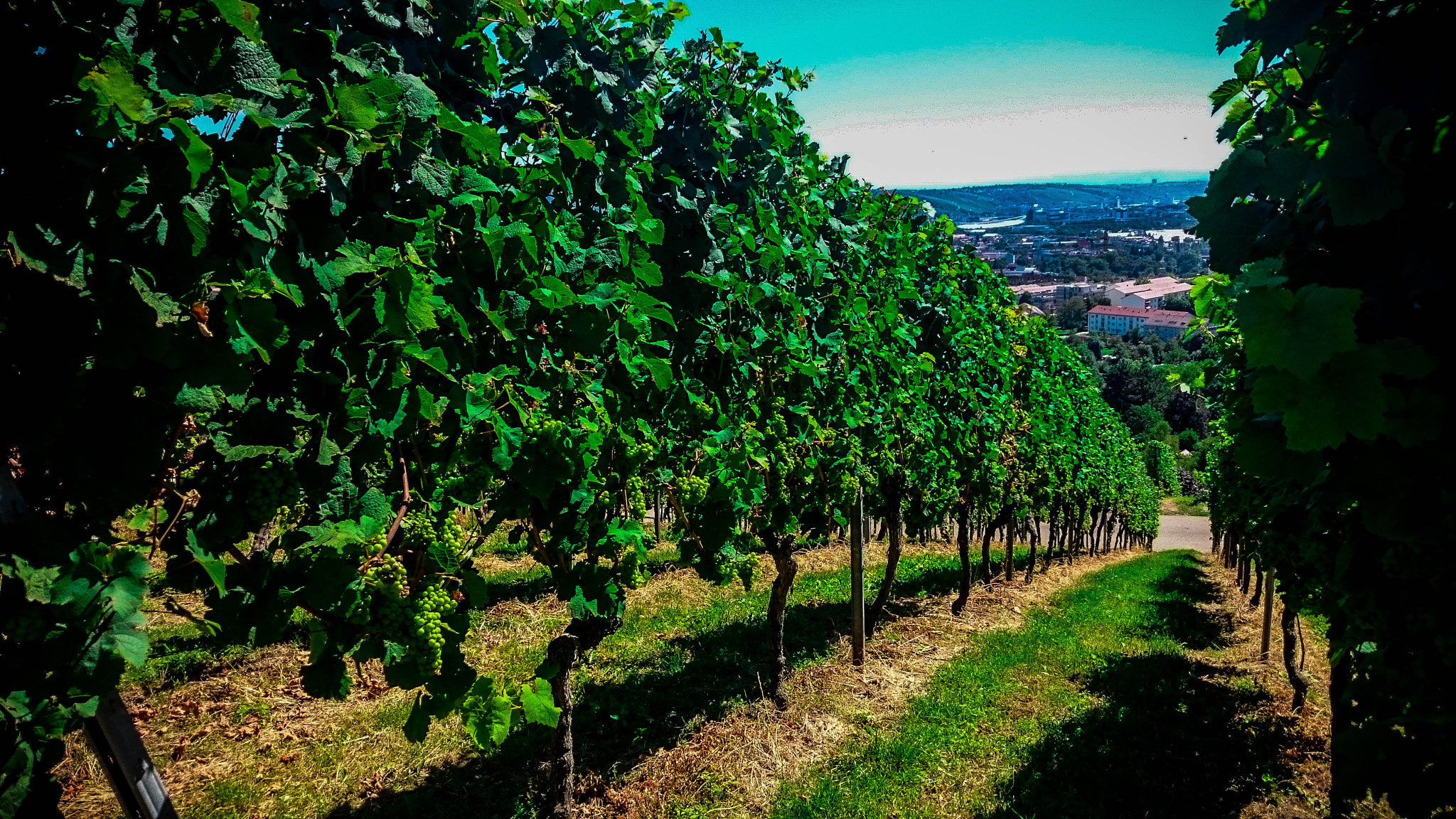 Sony Xperia Z1 Compact sample photo. Vineyard stuttgart photography
