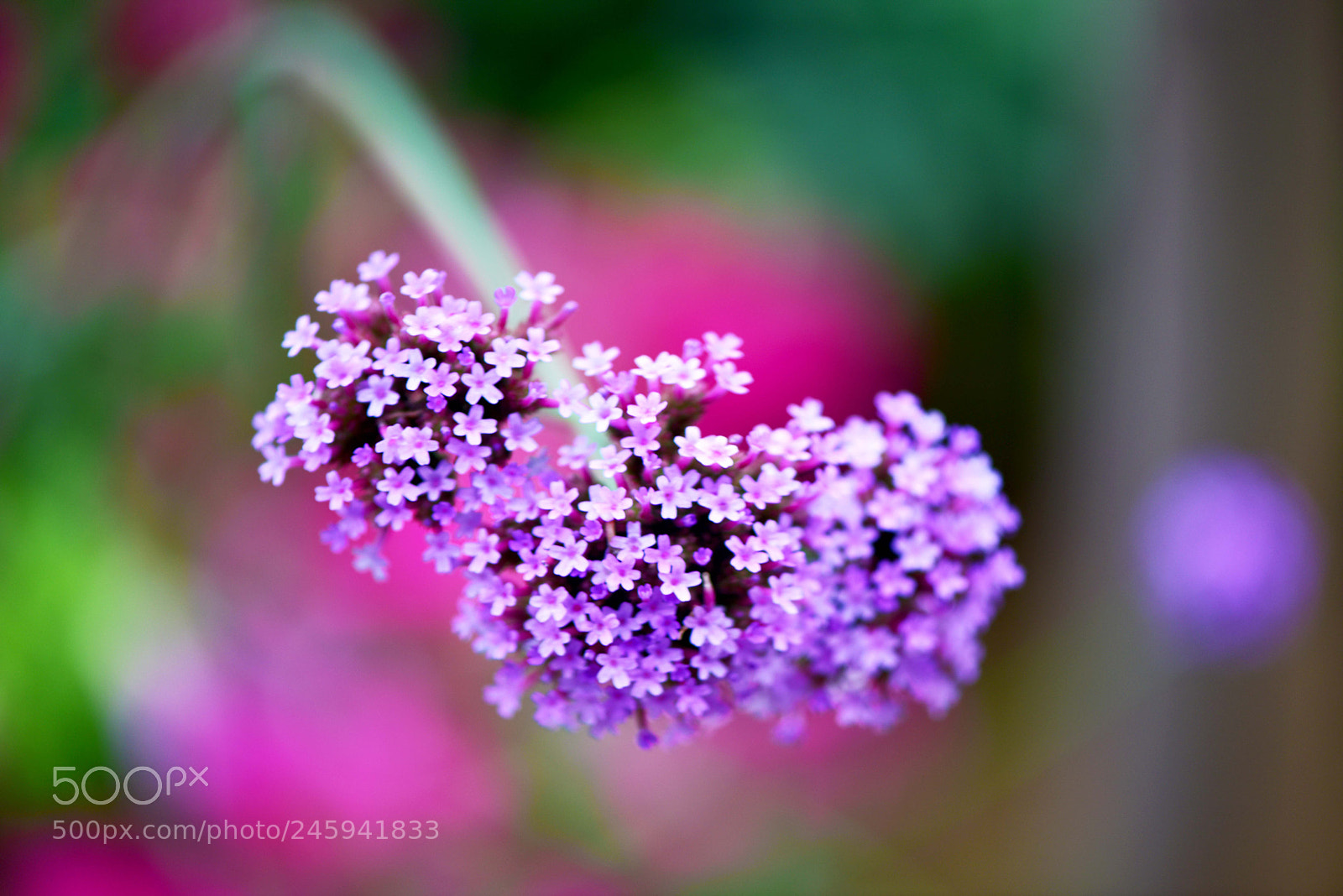 Nikon D810 sample photo. 花 photography