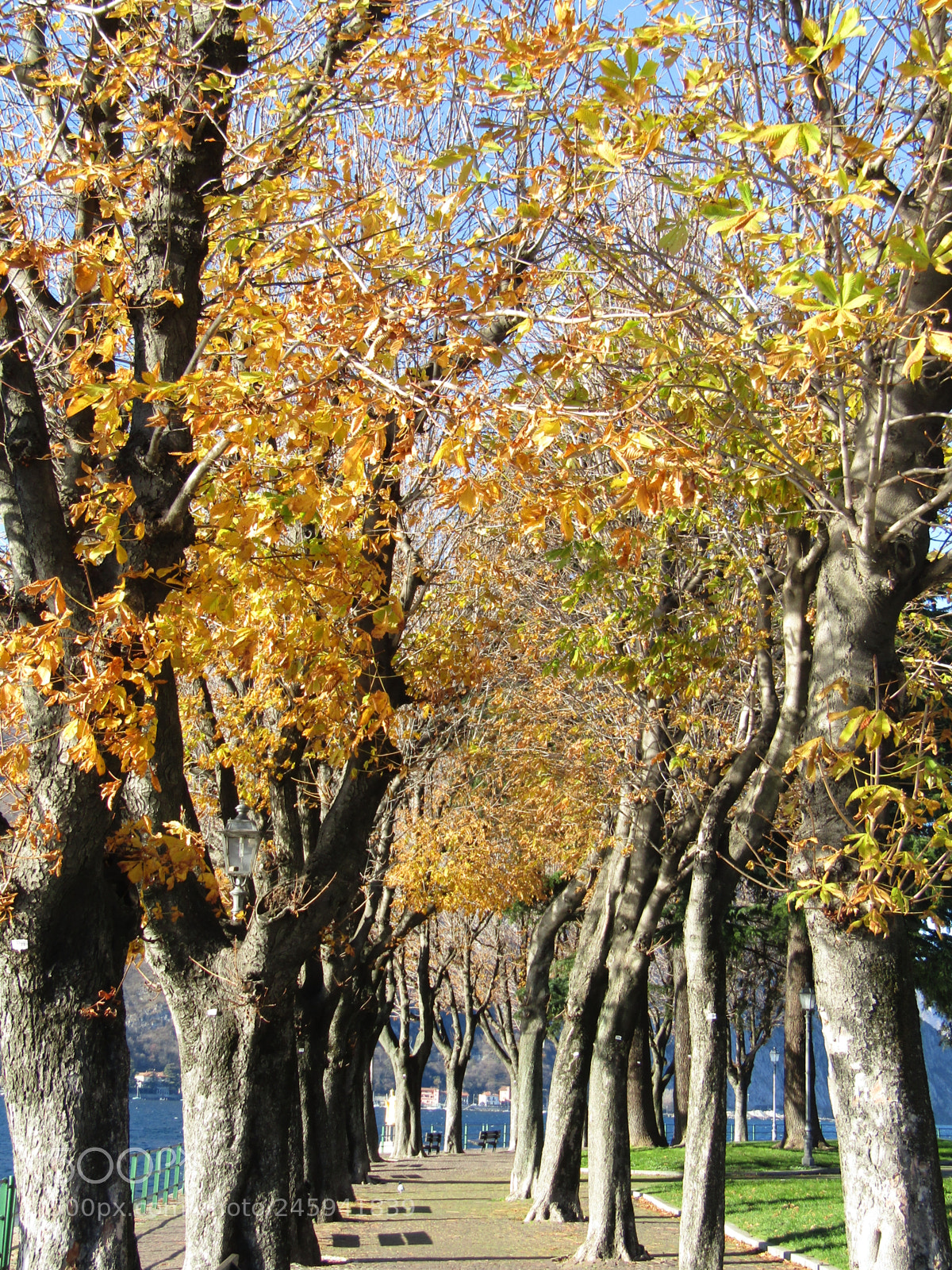 Canon PowerShot SX410 IS sample photo. Leaves   photography