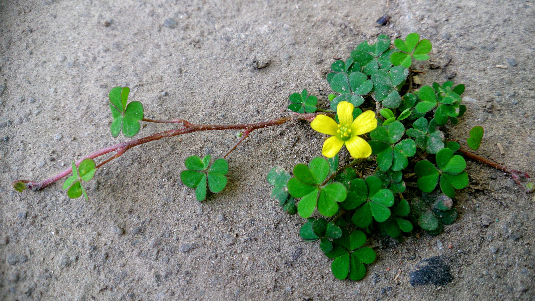 Sony Xperia Z sample photo. Lucky clover photography