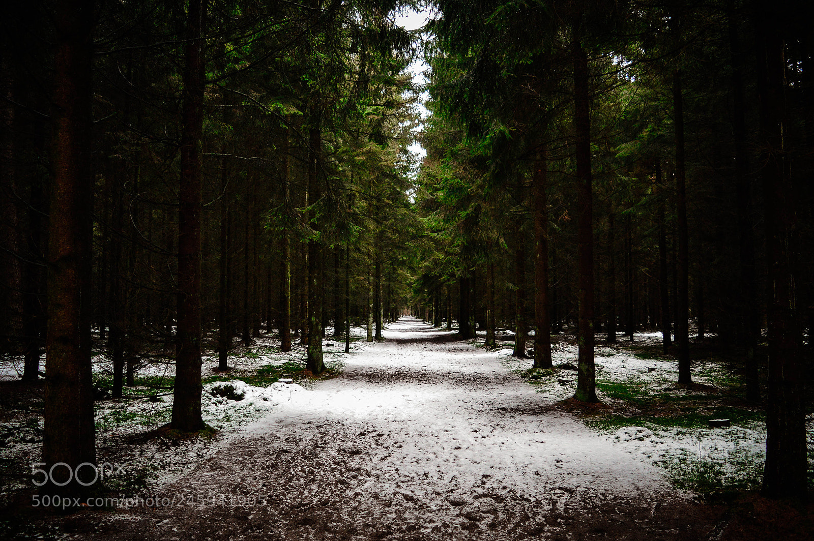 Nikon D3200 sample photo. Cold forest photography