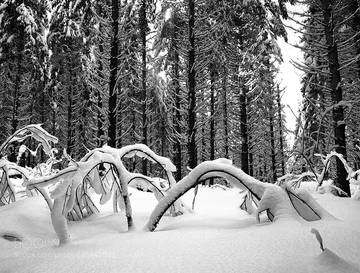 Sony ILCA-77M2 sample photo. Snowy forest photography