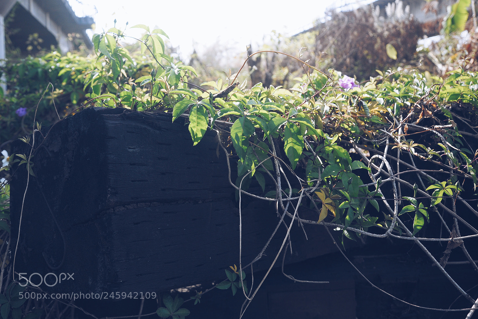 Nikon D90 sample photo. Untitled photography