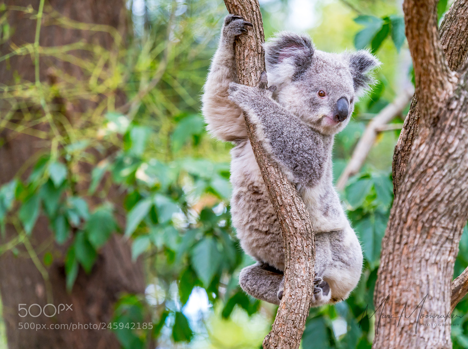 Sony a7R II sample photo. Look at me! photography