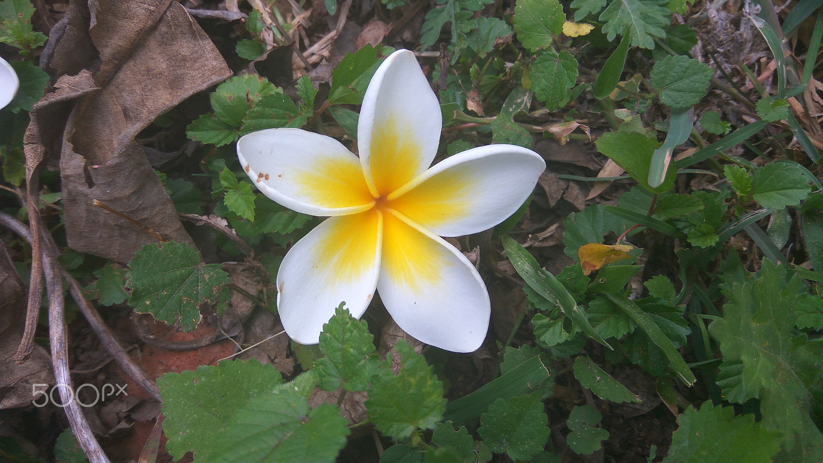 Xiaomi Redmi Note 3 sample photo. Flower photos photography