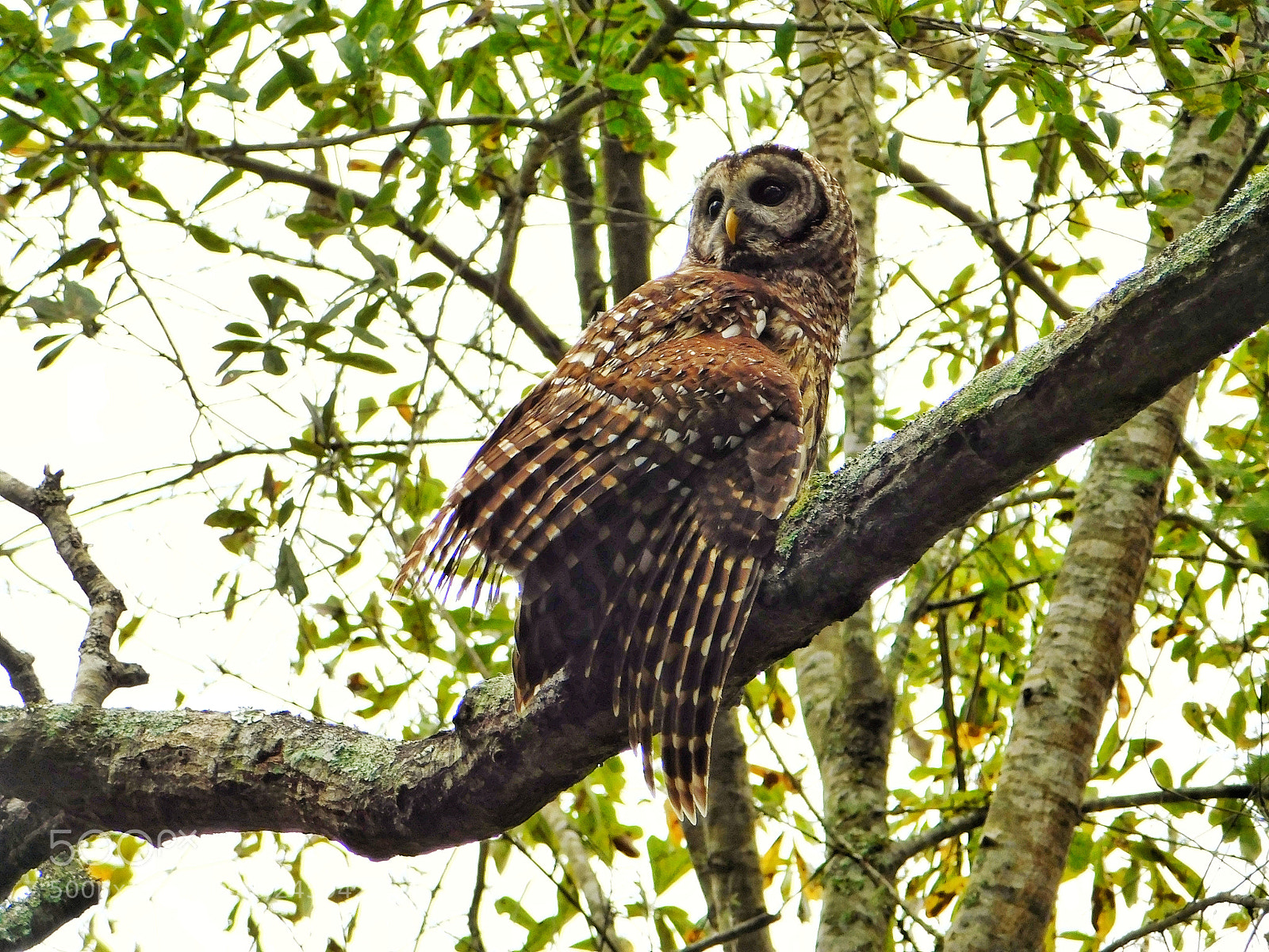 Nikon Coolpix B500 sample photo. Owl posing on limb photography