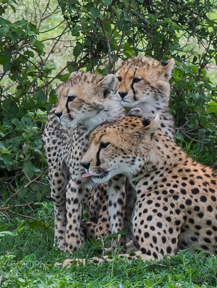 Nikon D5 sample photo. Nice family photography