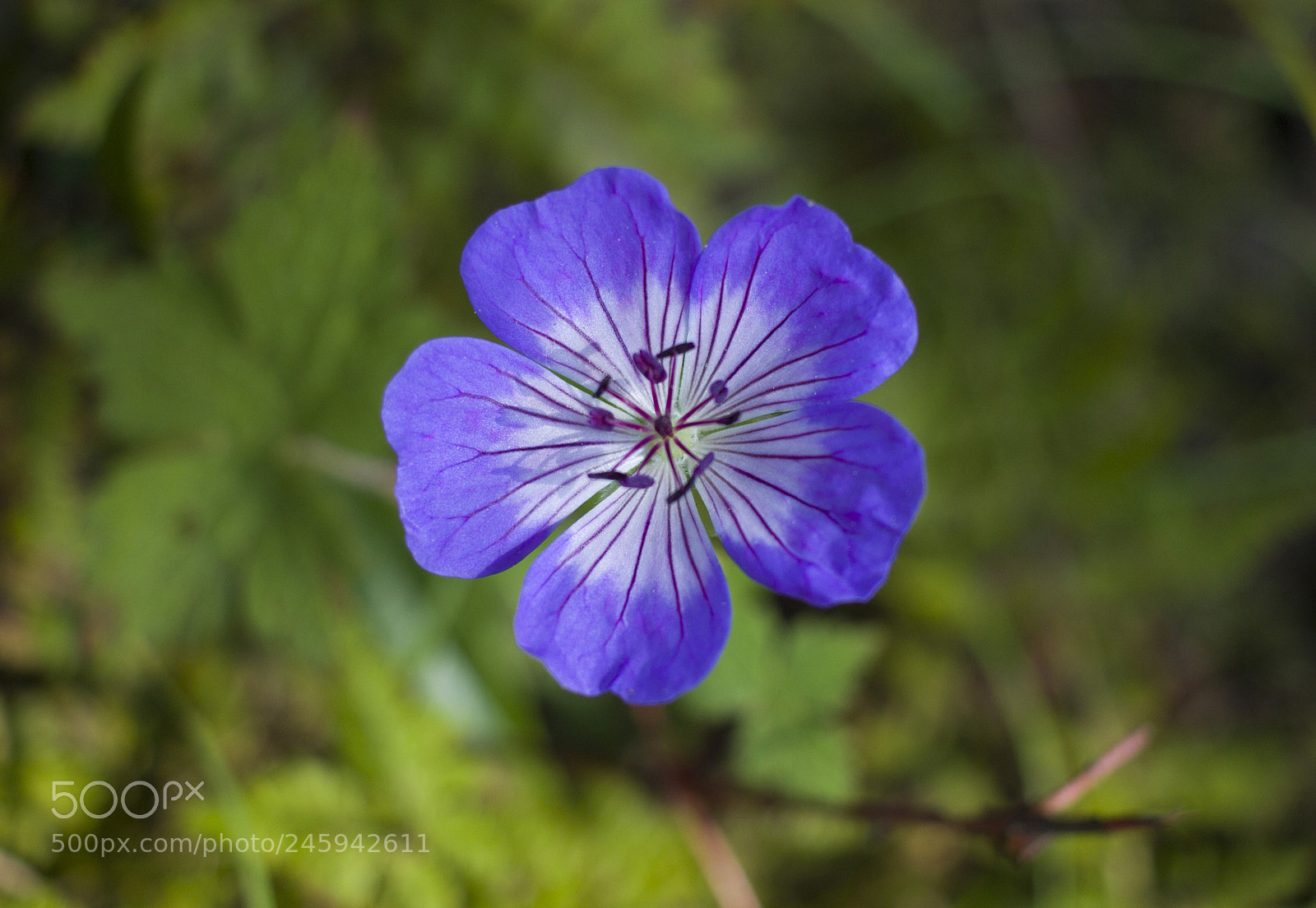 Canon EOS 600D (Rebel EOS T3i / EOS Kiss X5) sample photo. Delicate flower photography