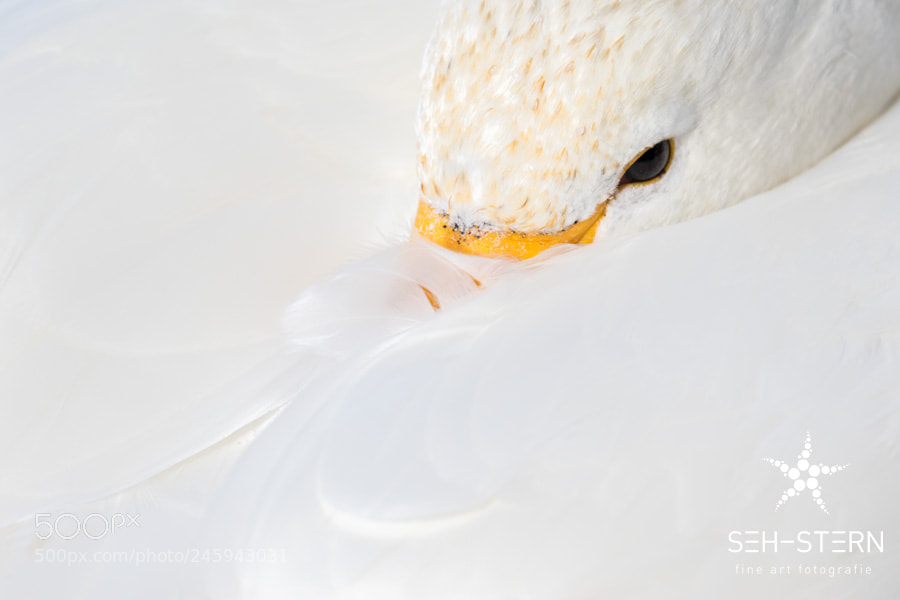 Canon EOS 7D Mark II sample photo. Swan portrait photography