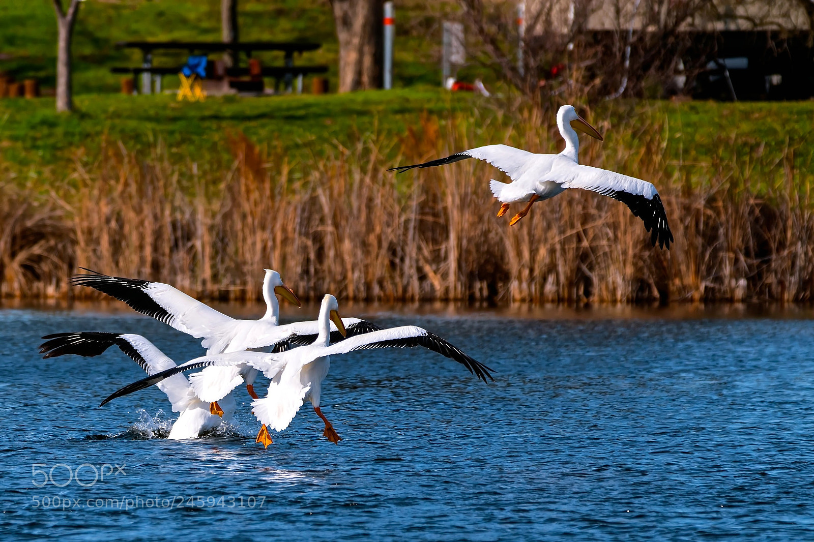 Nikon D5500 sample photo. Catch him he stole photography