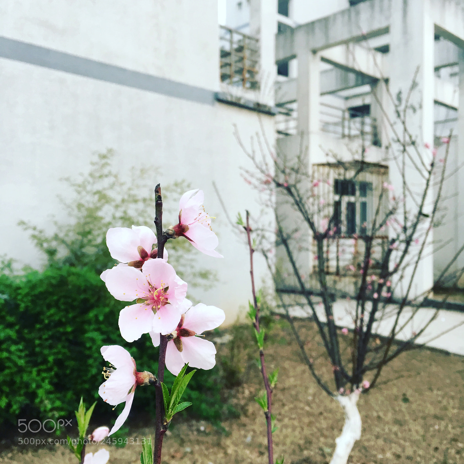 Apple iPhone 6s Plus sample photo. 三月 南京 photography