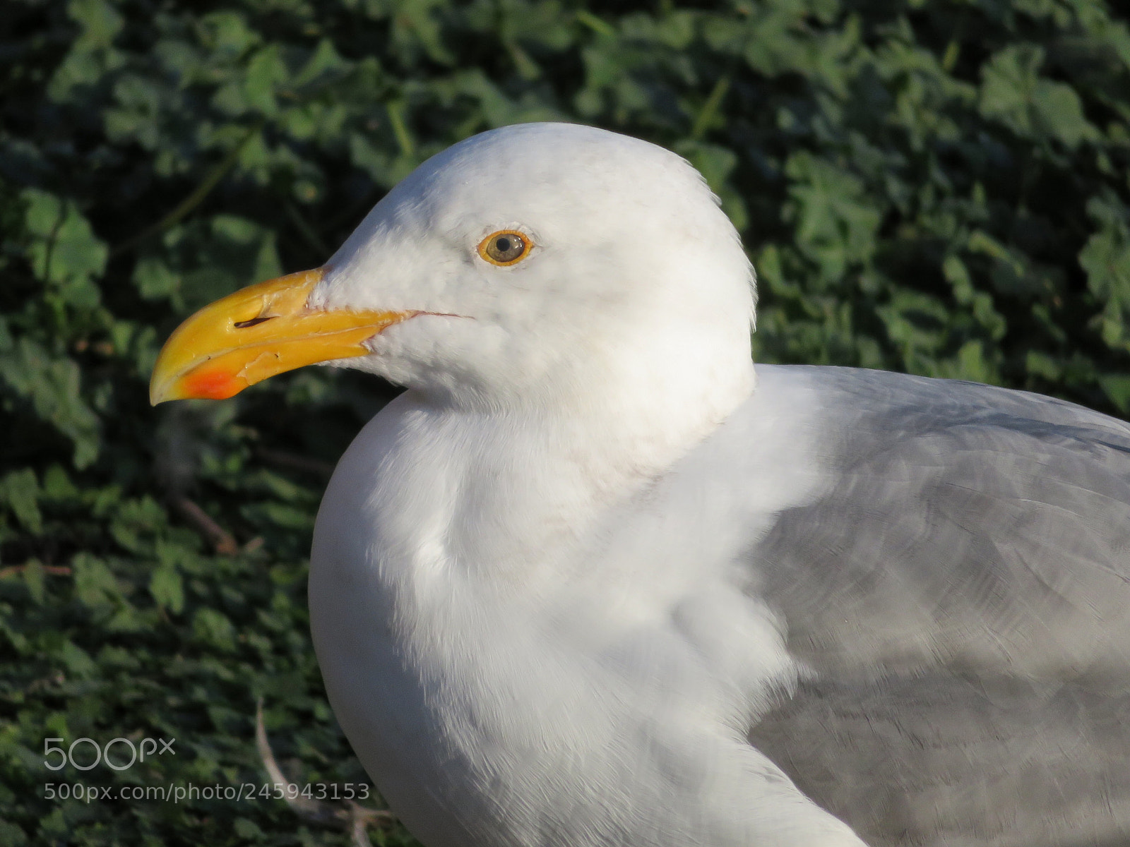 Canon PowerShot SX720 HS sample photo. California gull photography