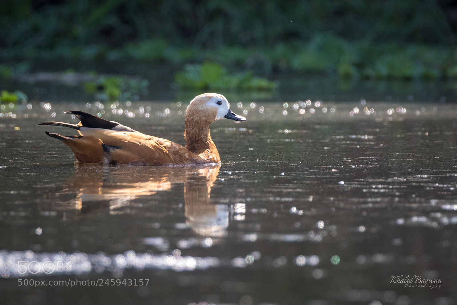 Canon EOS 7D Mark II sample photo. Rudy shelduck photography