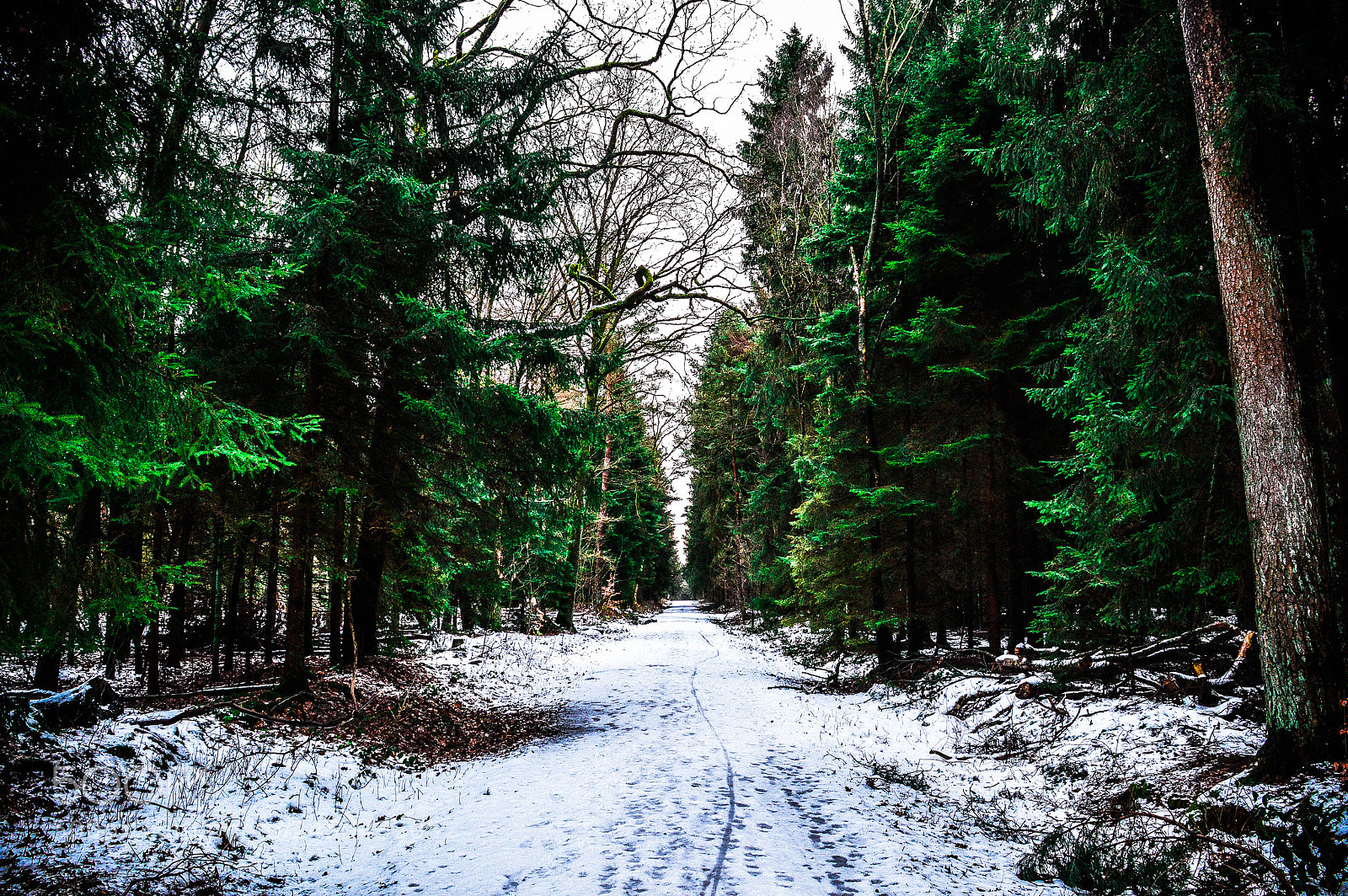 Nikon D3200 sample photo. Winter forest photography