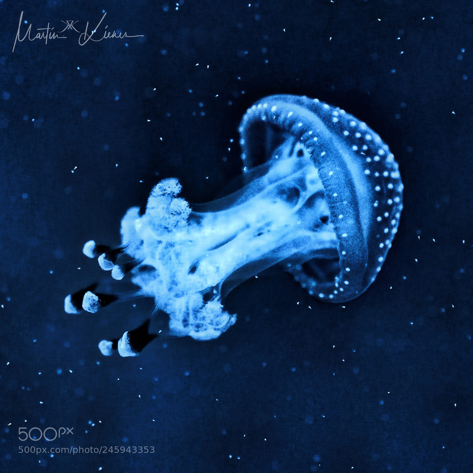Olympus OM-D E-M1 Mark II sample photo. Lonesome jellyfish photography