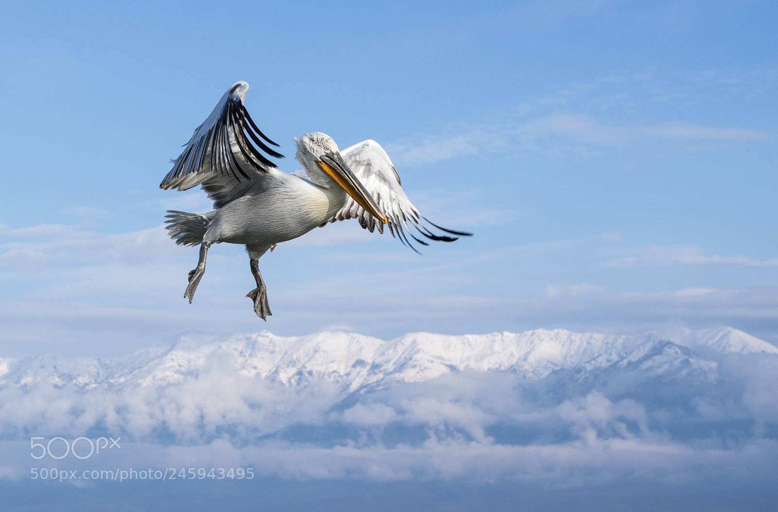 Nikon D850 sample photo. Dalmation pelican photography